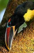 Green Aracari