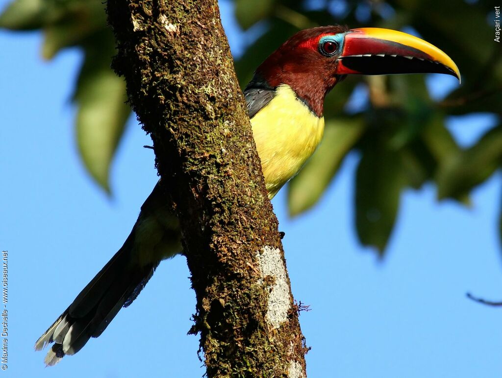 Green Aracari female adult