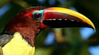 Green Aracari