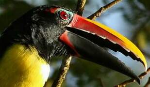 Green Aracari