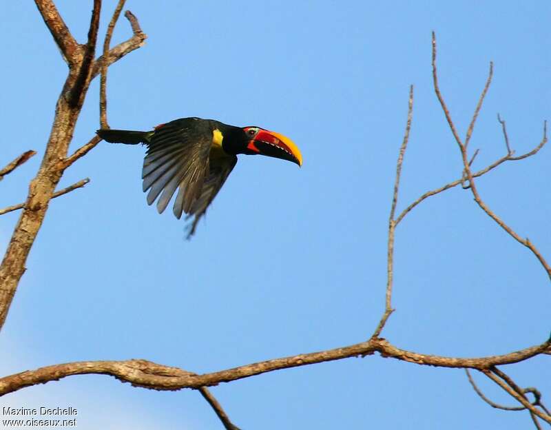 Green Aracari male adult, Flight