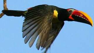 Green Aracari