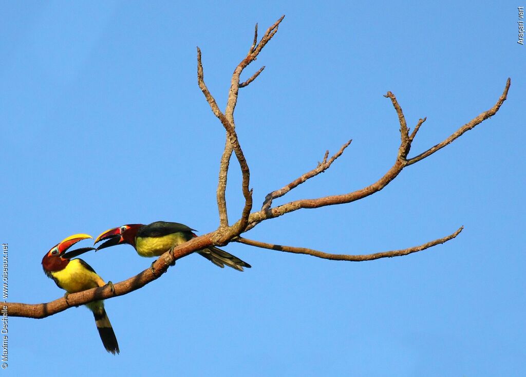 Green Aracari female, Behaviour