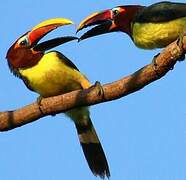 Green Aracari