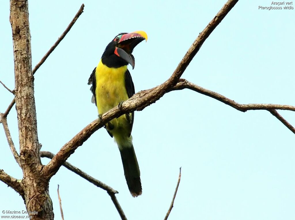 Green Aracari male adult, Behaviour