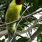 Araçari vert