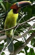 Green Aracari