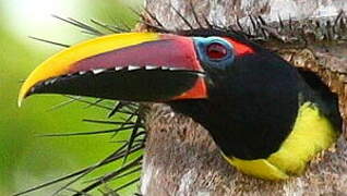 Green Aracari