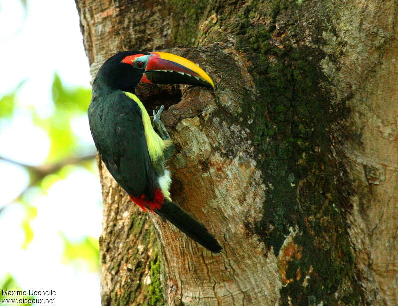 Green Aracari male adult, pigmentation, Reproduction-nesting