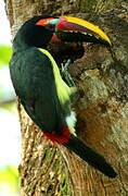 Green Aracari