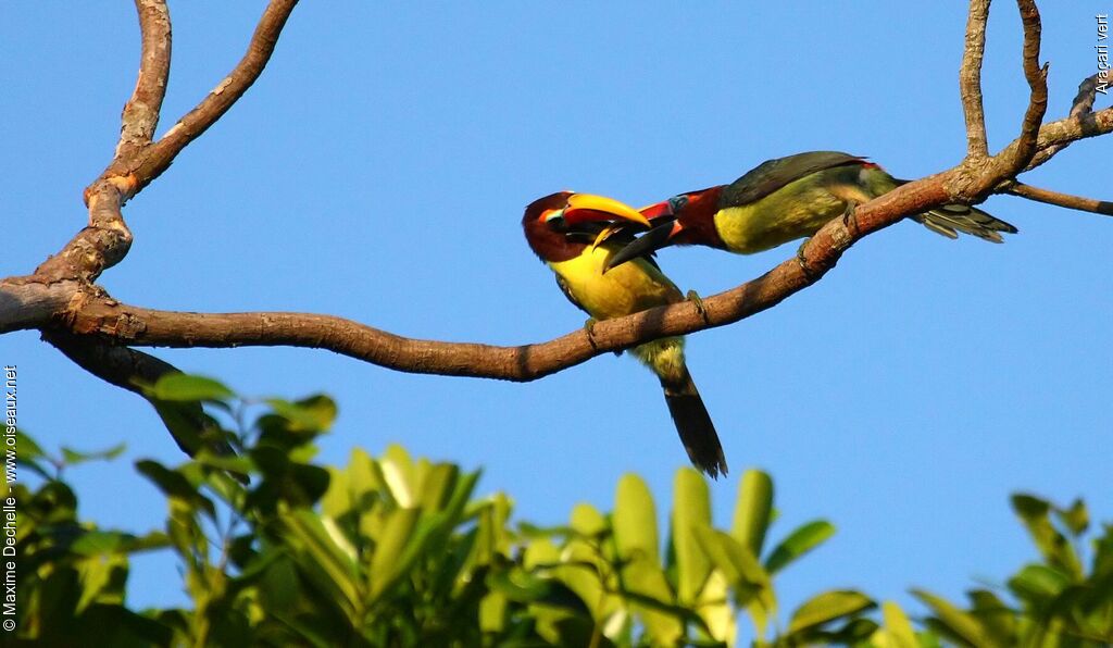 Green Aracari female, Behaviour