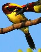 Green Aracari