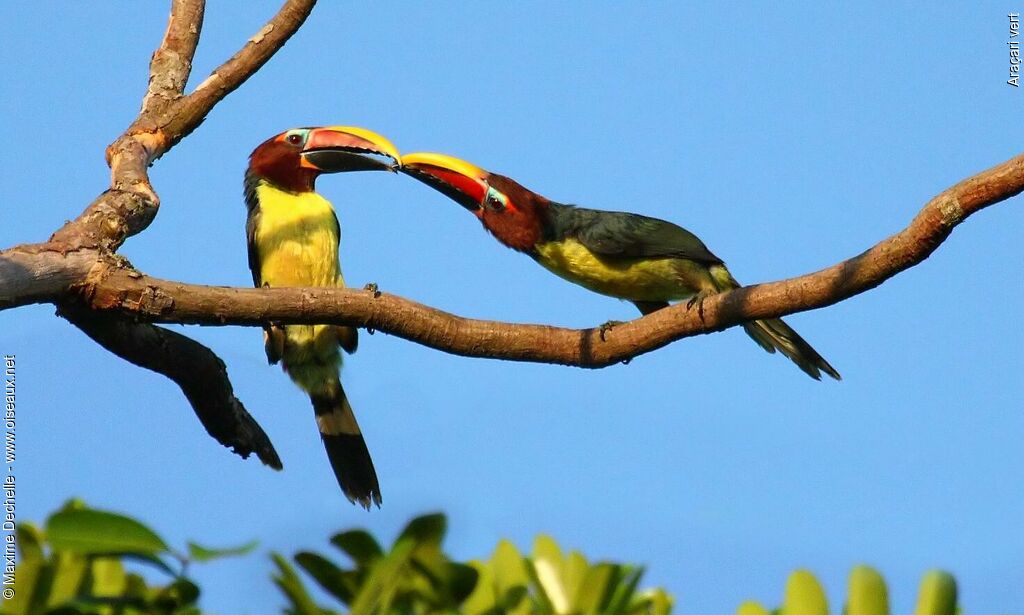 Green Aracari female, Behaviour