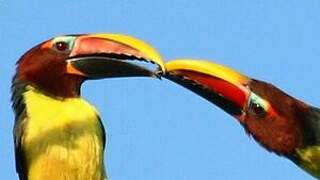 Green Aracari