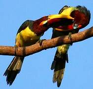 Green Aracari