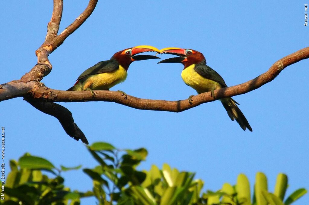 Green Aracari female, Behaviour