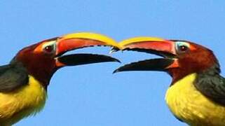 Green Aracari