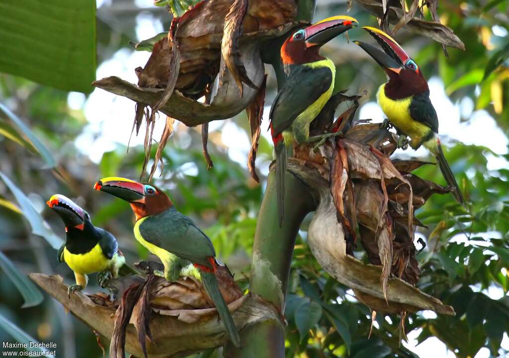 Green Aracariadult, courting display, Behaviour