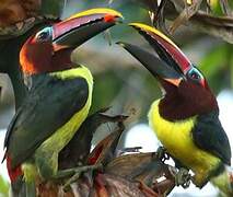 Green Aracari