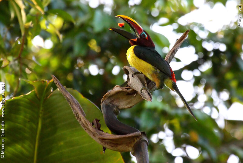 Green Aracari female immature, feeding habits