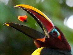 Green Aracari