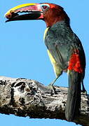 Green Aracari