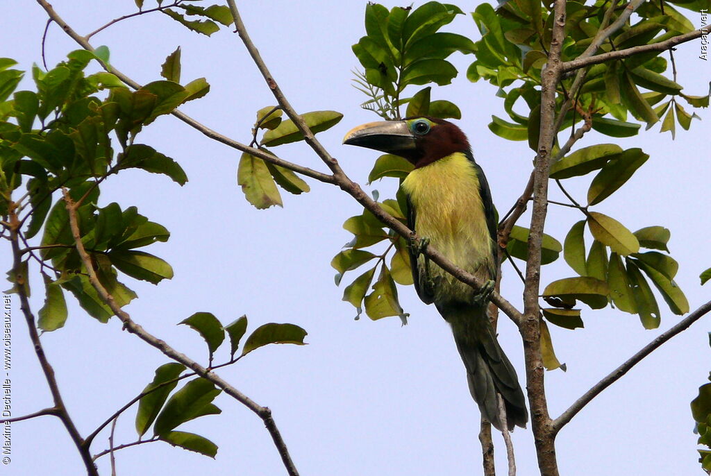 Araçari vert femelle immature