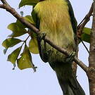 Araçari vert