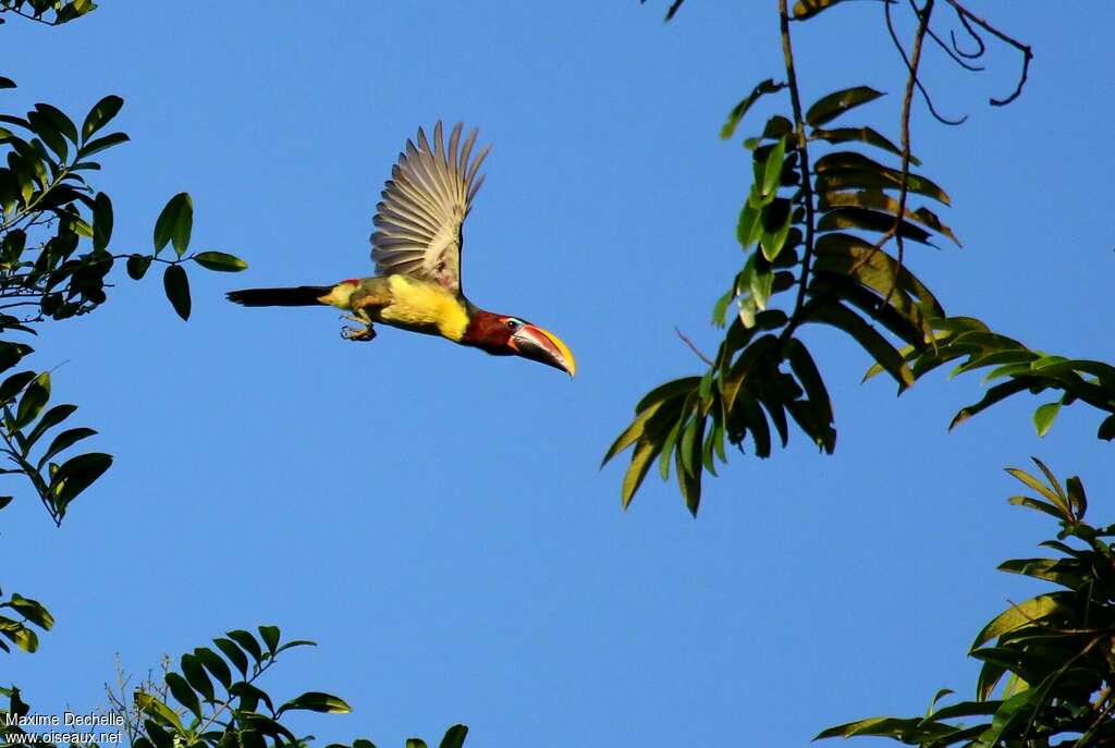 Green Aracari female adult, Flight