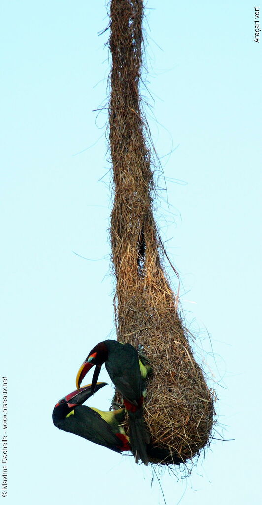 Green Aracari adult, Behaviour