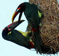 Green Aracari