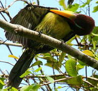 Green Aracari