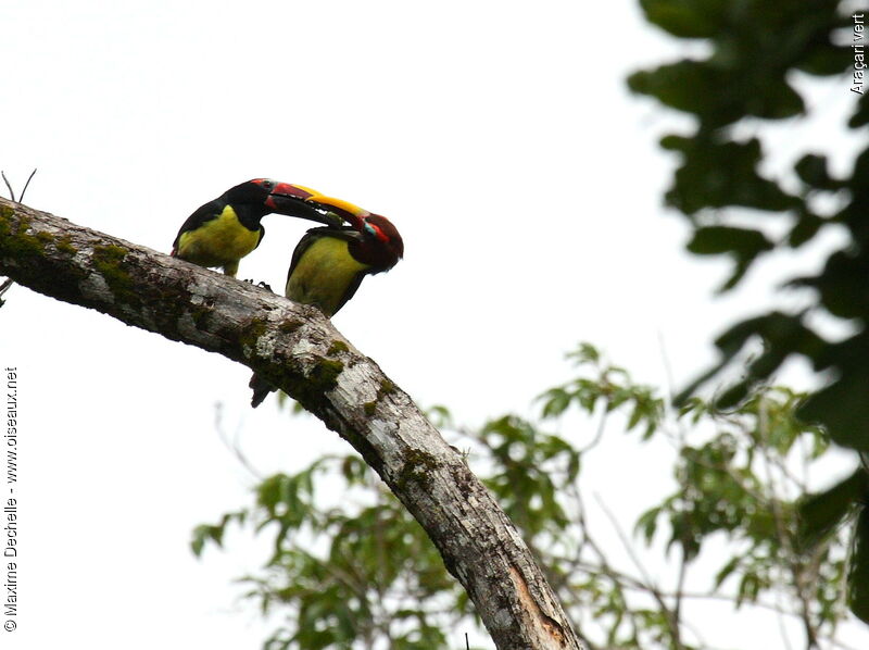 Green Aracari , feeding habits, Behaviour