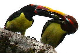 Green Aracari