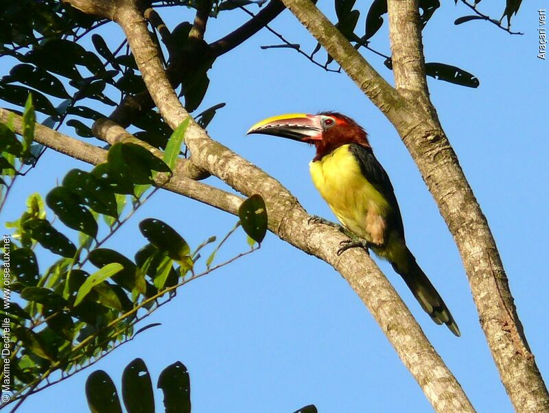 Green Aracari female adult
