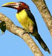 Green Aracari