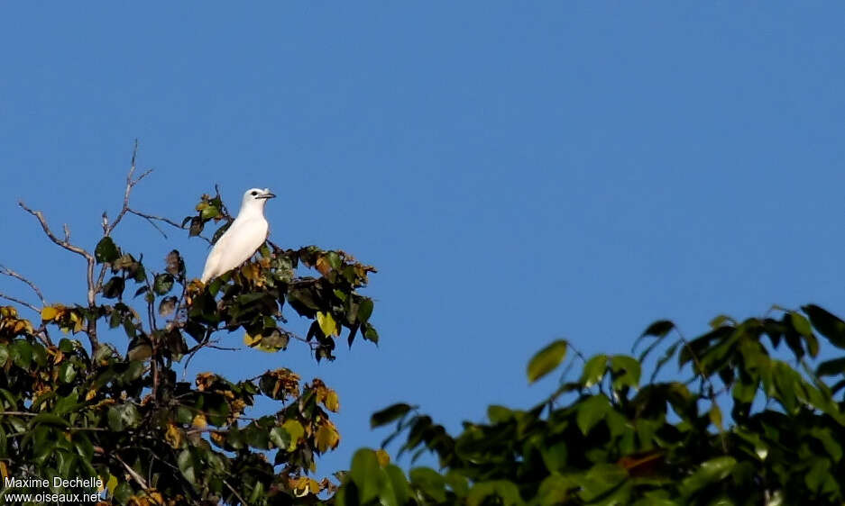 Araponga blanc mâle immature, identification