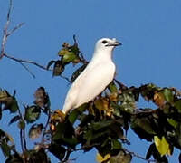 White Bellbird