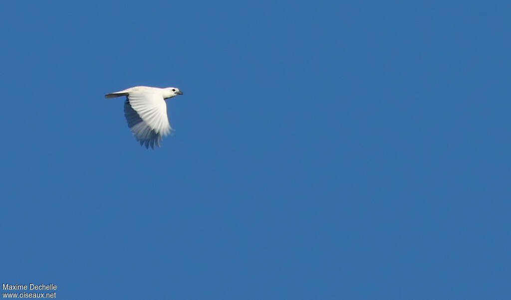 Araponga blanc mâle immature, Vol