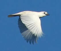 White Bellbird