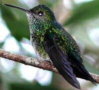 Glittering-throated Emerald