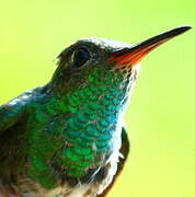 Glittering-throated Emerald