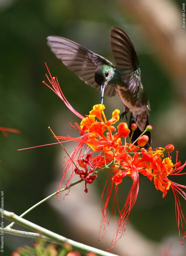 Glittering-throated Emerald, Flight, feeding habits