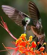 Glittering-throated Emerald