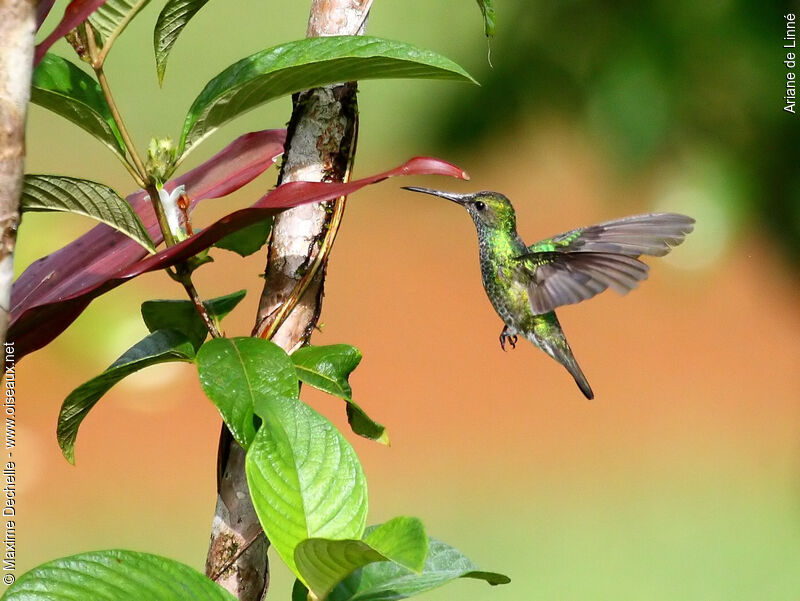 Glittering-throated Emerald female adult, Flight