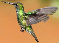 Glittering-throated Emerald