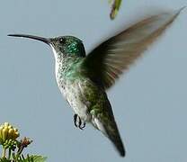 Plain-bellied Emerald