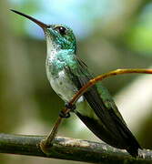 Plain-bellied Emerald