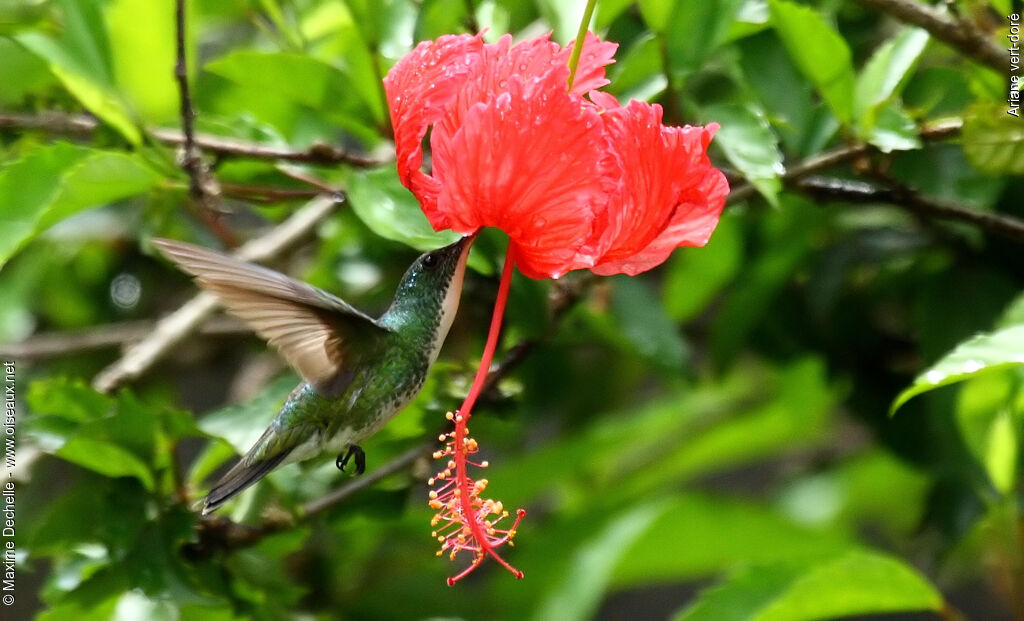 Plain-bellied Emerald, identification, Flight, feeding habits