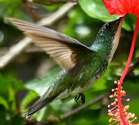 Plain-bellied Emerald